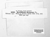 Aecidium actaeae image